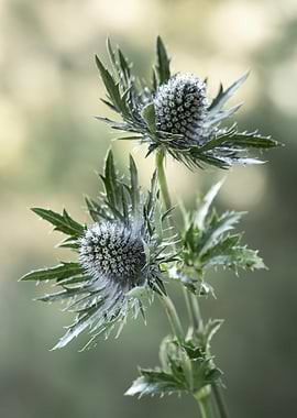 Sea Holly Flowers