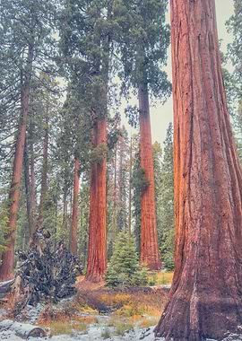Giant Sequoia Forest