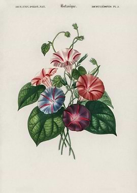Vintage Floral Illustration
