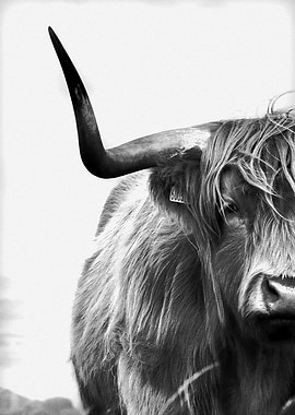 Highland Cow Black & White
