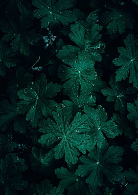 Green Leaves with Dew Drops