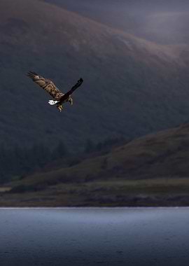 Eagle in the Landscape
