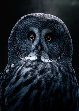 Great Grey Owl Portrait