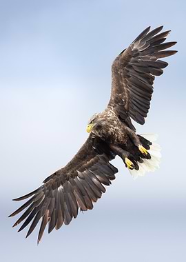 White-tailed Wide Wings