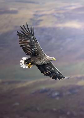 Soaring Beauty