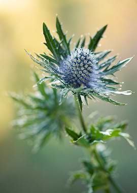 Blue Thistle Flower