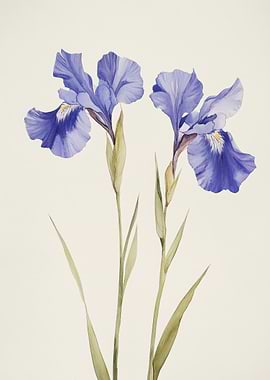 Watercolor Irises