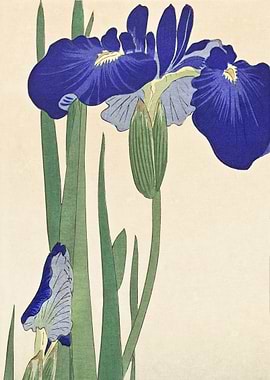 Japanese Iris Print