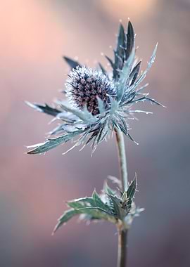 Sea Holly Flower