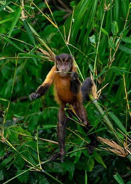 Monkey in Bamboo Forest
