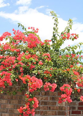 Bougainvillea on Brick Wall