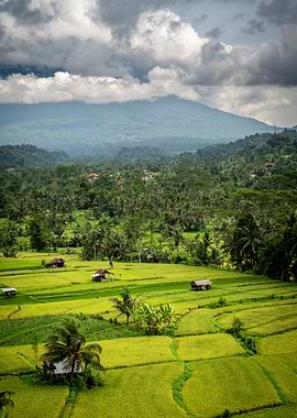 Balinese Rice Terraces and Mountain View