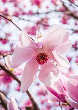 Pink Magnolia Blossom