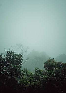 Misty Forest Landscape