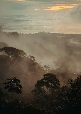 Misty Forest Landscape