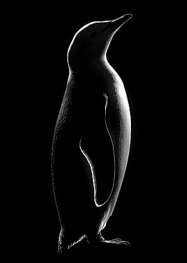 Animal White Penguin