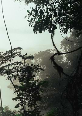 Misty Rainforest