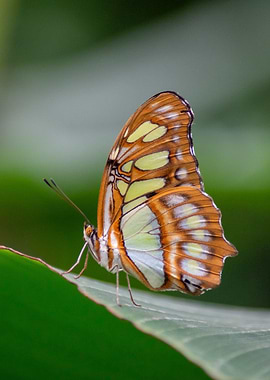 Butterfly on Leaf