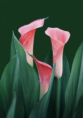 Pink Calla Lilies