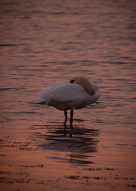 Swan at Sunset