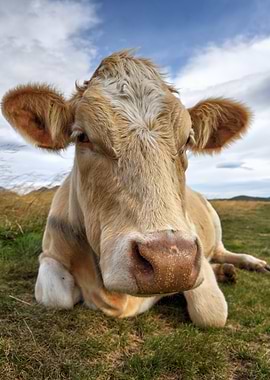 Close-up of a Cow in a Mountain Meadow