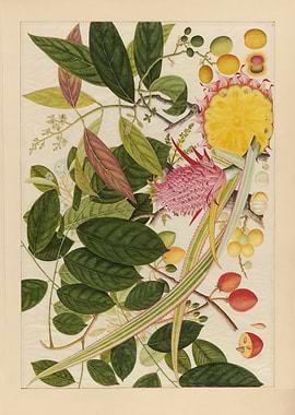 Botanical Illustration of Pink Pineapple