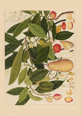 Botanical Illustration of Fruit Tree