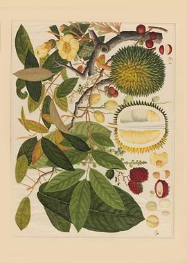Durian and Tropical Fruits