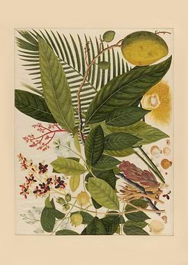 Botanical Illustration of Tropical Plants