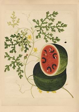 Watermelon Botanical Illustration