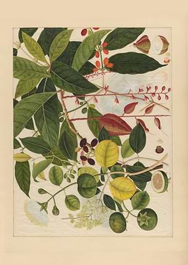 Botanical Illustration of Tropical Plants