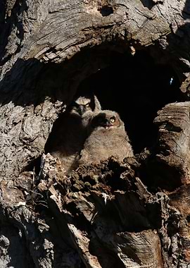 Grumple Stealthskin and Auri