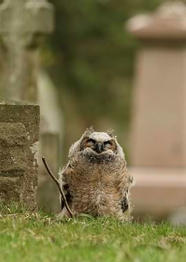 Young Owl in Cemetery