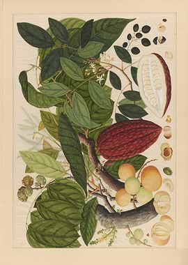 Cocoa Tree Botanical Illustration