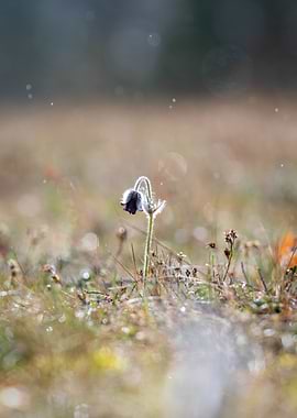 Single Flower in Meadow