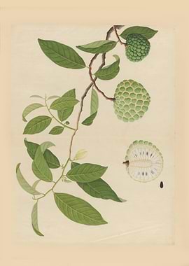 Custard Apple Branch Illustration
