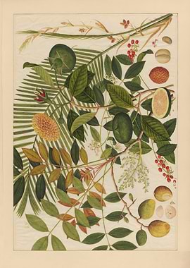 Botanical Illustration of Fruits