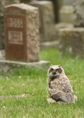 Grumple Stealthskin explores graveyard