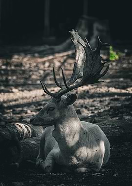 White Deer with Large Antlers