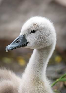 Baby Swan Close-Up