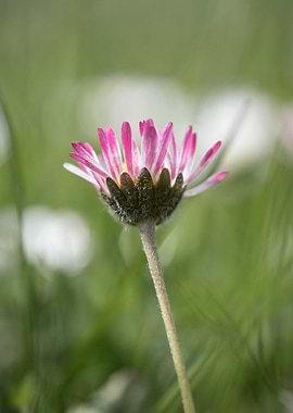 Pink Daisy Close-Up