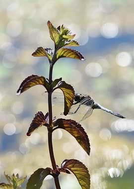 Dragonfly on a Plant