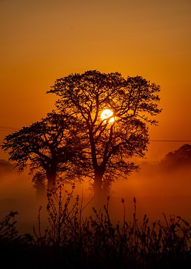Sunrise Through Trees