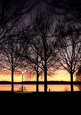 Silhouetted Trees at Sunset