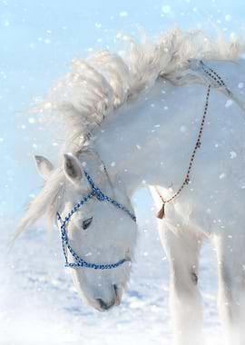 White Horse in Snow
