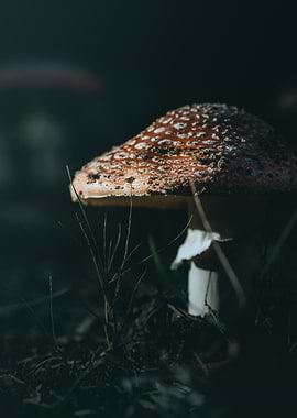 Red Mushroom in Forest