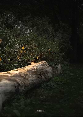 Fallen Log in Forest