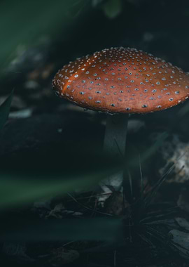 Red Mushroom in Forest