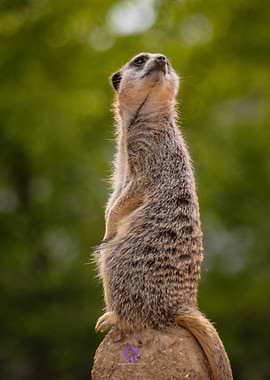 Meerkat Standing Tall