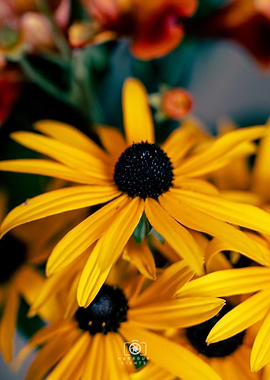 Yellow Flower Close-Up